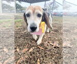 Small Photo #7 Beagle Puppy For Sale in Tampa, FL, USA