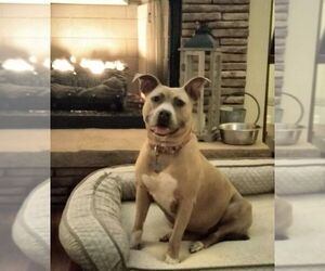 Boxer Dogs for adoption in Holly Springs, NC, USA