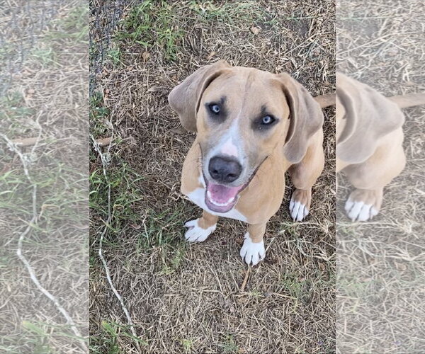Medium Photo #1 Labrador Retriever-Unknown Mix Puppy For Sale in The Woodlands, TX, USA