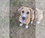 Small Labrador Retriever Mix