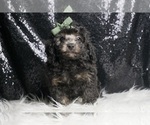Small #3 Poodle (Toy)