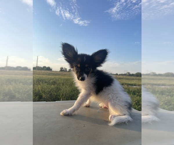 Medium Photo #5 Papillon Puppy For Sale in BELTON, MO, USA