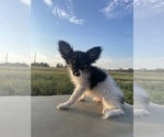 Litter of 3 - Male(s) and Female(s) PapillonLitter of Puppies for Sale - Photo #5