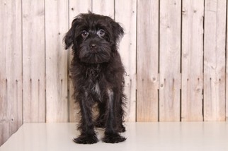 YorkiePoo Puppy for sale in MOUNT VERNON, OH, USA