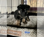 Small Photo #17 German Shepherd Dog Puppy For Sale in SUMPTER TWP, MI, USA