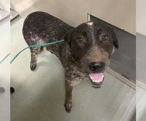 Mutt Dogs for adoption in Placerville, CA, USA