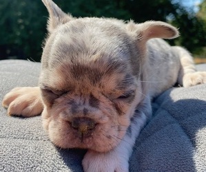 French Bulldog Puppy for sale in HICKORY, NC, USA