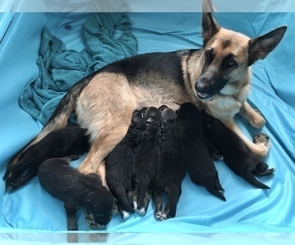 Medium Photo #1 German Shepherd Dog Puppy For Sale in CO SPGS, CO, USA