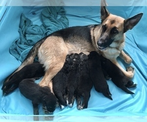 Mother of the German Shepherd Dog puppies born on 09/06/2020