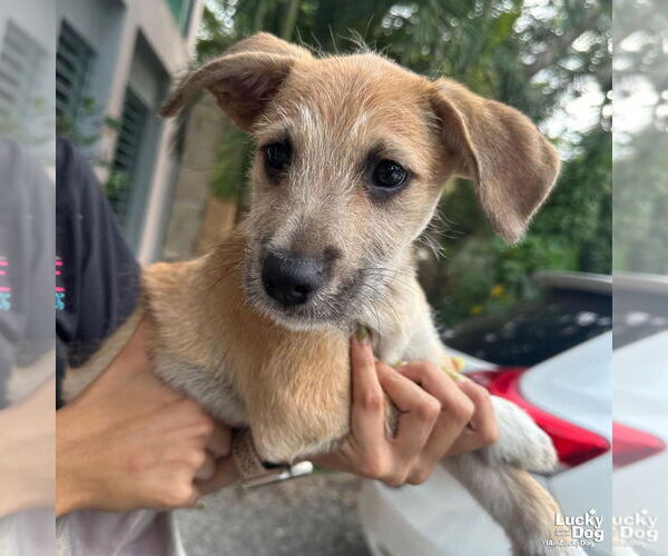 Medium Photo #2 Mutt Puppy For Sale in Washington, DC, USA