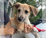 Small #1 Mutt