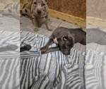 Small American Pit Bull Terrier