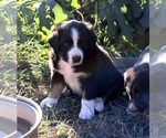 Puppy Washington Border Collie-Newfoundland Mix