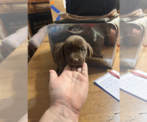 Medium Photo #1 Labrador Retriever Puppy For Sale in ROLLA, MO, USA