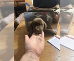Puppy Grey Collar Labrador Retriever