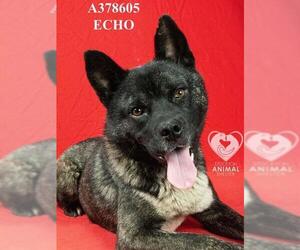 Akita-Unknown Mix Dogs for adoption in Stockton, CA, USA