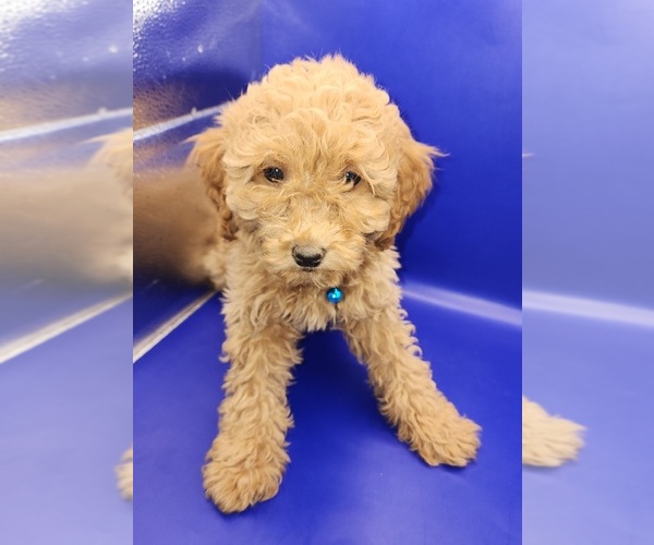 Medium Photo #21 Poodle (Miniature) Puppy For Sale in BLUE MOUND, TX, USA