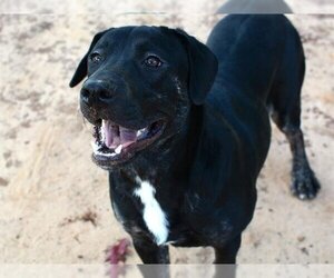 Basset Hound-German Shepherd Dog Mix Dogs for adoption in Tallahassee, FL, USA