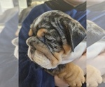 Small Photo #20 English Bulldog Puppy For Sale in SAINT CHARLES, IL, USA
