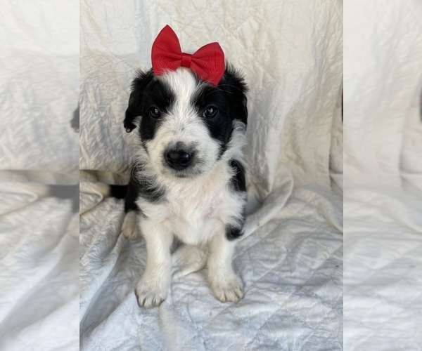 Medium Photo #9 Aussiedoodle Puppy For Sale in AMBROSE, GA, USA