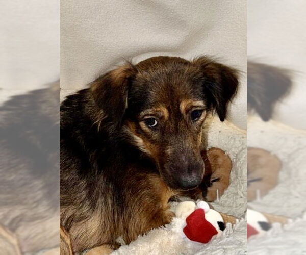 Medium Photo #2 Mutt Puppy For Sale in San Diego, CA, USA