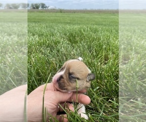 Pembroke Welsh Corgi Puppy for sale in ARTHUR, IL, USA