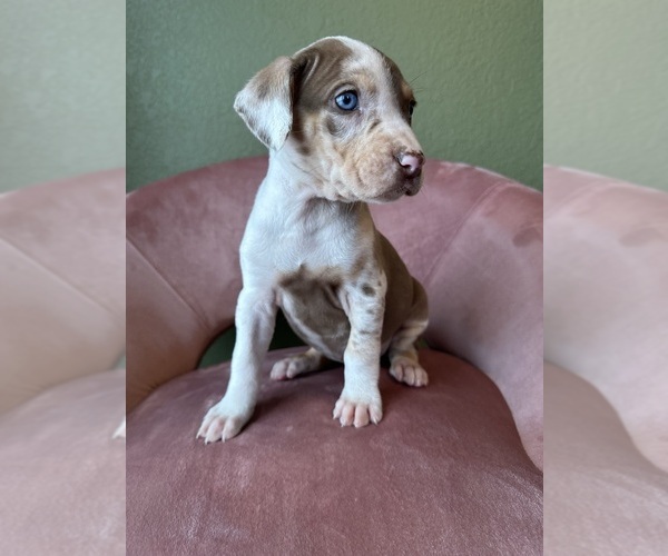 Medium Photo #3 Catahoula Leopard Dog Puppy For Sale in GERMANTOWN, IL, USA