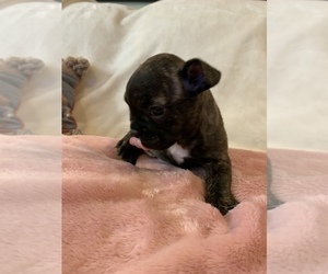 French Bulldog Puppy for sale in JOHNS ISLAND, SC, USA