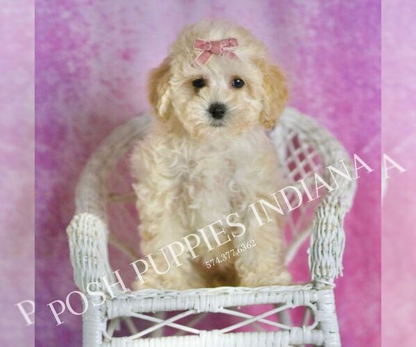 Medium Photo #81 Maltipoo (Miniature) Puppy For Sale in WARSAW, IN, USA