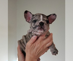 Small Photo #8 French Bulldog Puppy For Sale in ADRIAN, MI, USA