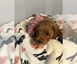 Small #5 Goldendoodle (Miniature)