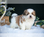 Puppy Leo Shih Tzu