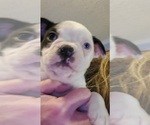 Small Photo #4 Boston Terrier Puppy For Sale in GORHAM, NH, USA