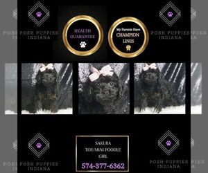 Poodle (Miniature) Puppy for sale in WARSAW, IN, USA