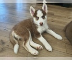 Small #2 Pomsky