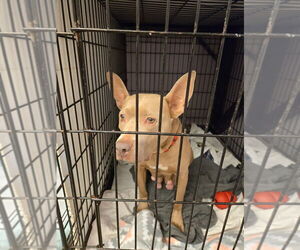 American Pit Bull Terrier Dogs for adoption in Gloversville, NY, USA