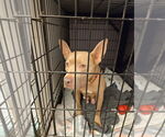Small American Pit Bull Terrier