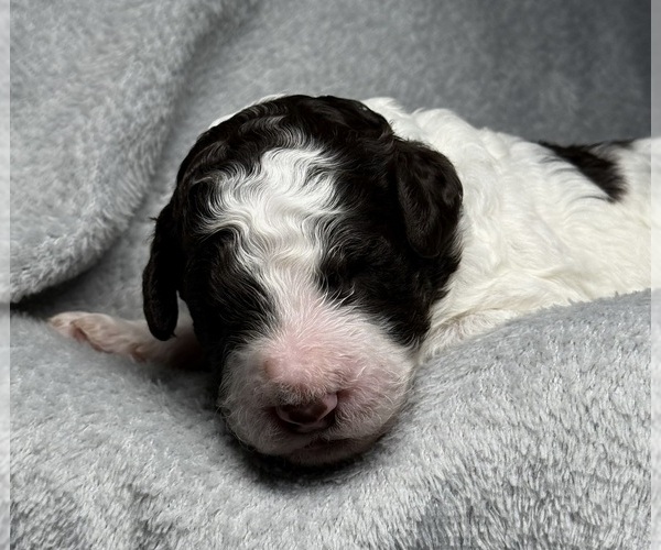 Medium Photo #2 Goldendoodle Puppy For Sale in HOWARD CITY, MI, USA