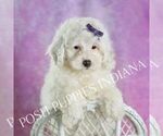 Small Photo #41 Poodle (Miniature) Puppy For Sale in WARSAW, IN, USA