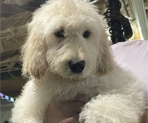 Goldendoodle Puppy for sale in BLUFF CITY, TN, USA