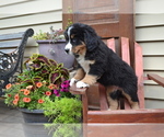 Puppy Orla Bernese Mountain Dog