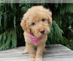 Small #5 Labradoodle