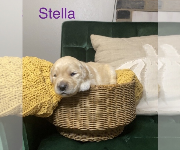 Medium Photo #1 Golden Retriever Puppy For Sale in OKLAHOMA CITY, OK, USA