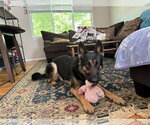 Small #1 German Shepherd Dog Mix