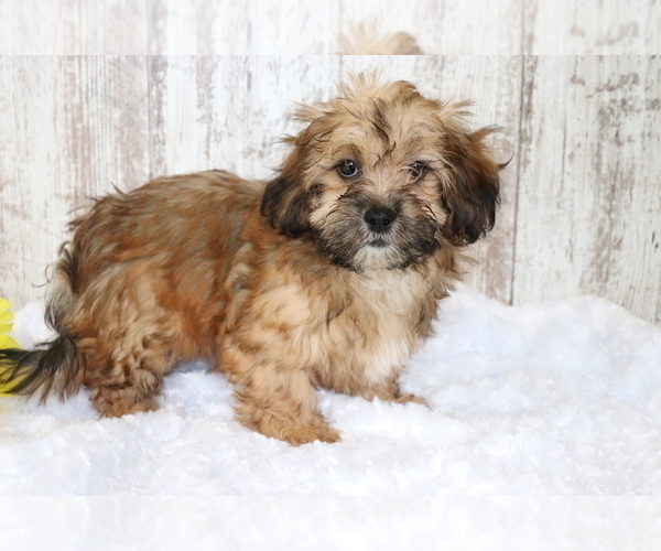 Medium Photo #3 ShihPoo Puppy For Sale in SHILOH, OH, USA