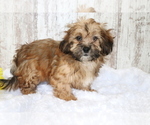 Small Photo #3 ShihPoo Puppy For Sale in SHILOH, OH, USA