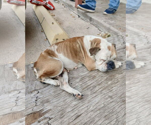 Medium Photo #7 Bulldog Puppy For Sale in Dumont, NJ, USA