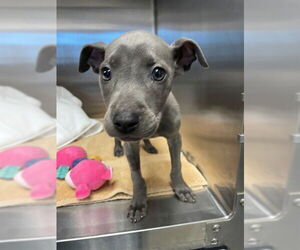 American Staffordshire Terrier-Unknown Mix Dogs for adoption in Tallahassee, FL, USA