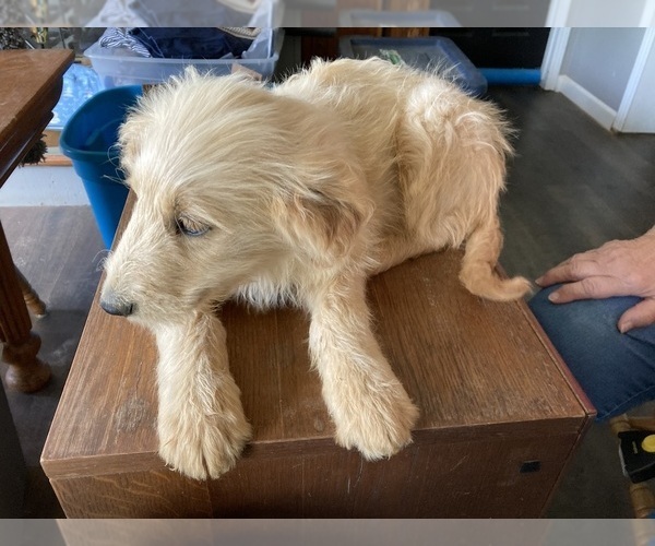 Medium Photo #3 Goldendoodle Puppy For Sale in FYFFE, AL, USA