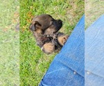 Small Photo #10 German Shepherd Dog Puppy For Sale in LYNCH STATION, VA, USA